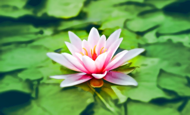 Close-up Photography of Pink Lotus.