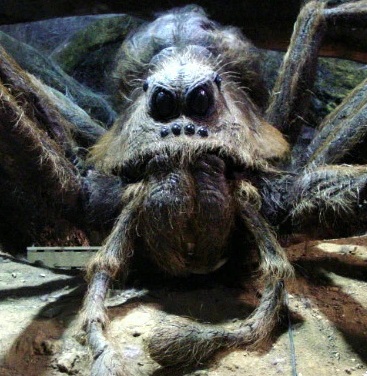 Aragog